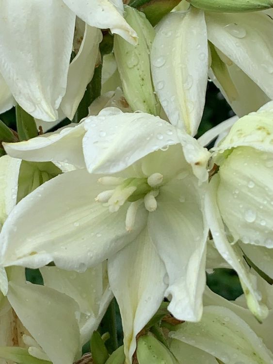 Yucca filamentosa GartenYucca Gartenpflanze winterhart Kaufen auf
