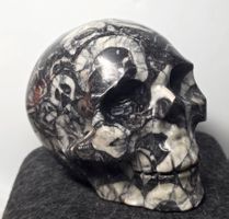 💀 Muscheljaspis-Schädel – Handgeschnitztes Unikat 816gg