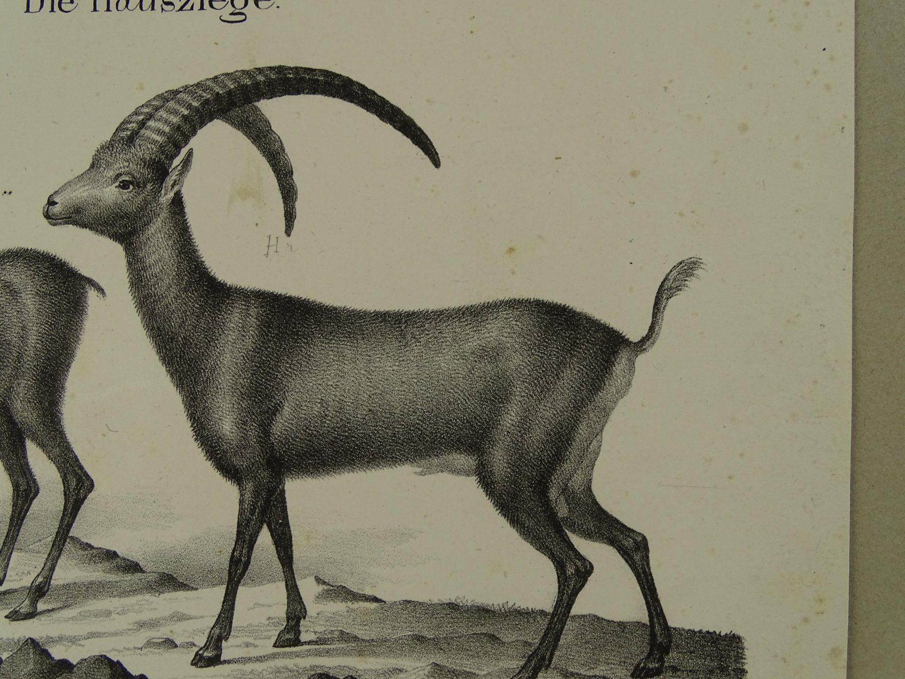 Incisioni: ZIEGE, GEMSE, GÄMSE, STEINBOCK, LITHOGRAPHIE UM 1840 – Usato da Grüningen venduto da Kartensammler 6