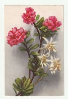 1925, Alpenrose und Edelweiss als Symbole der Ewigen Liebe