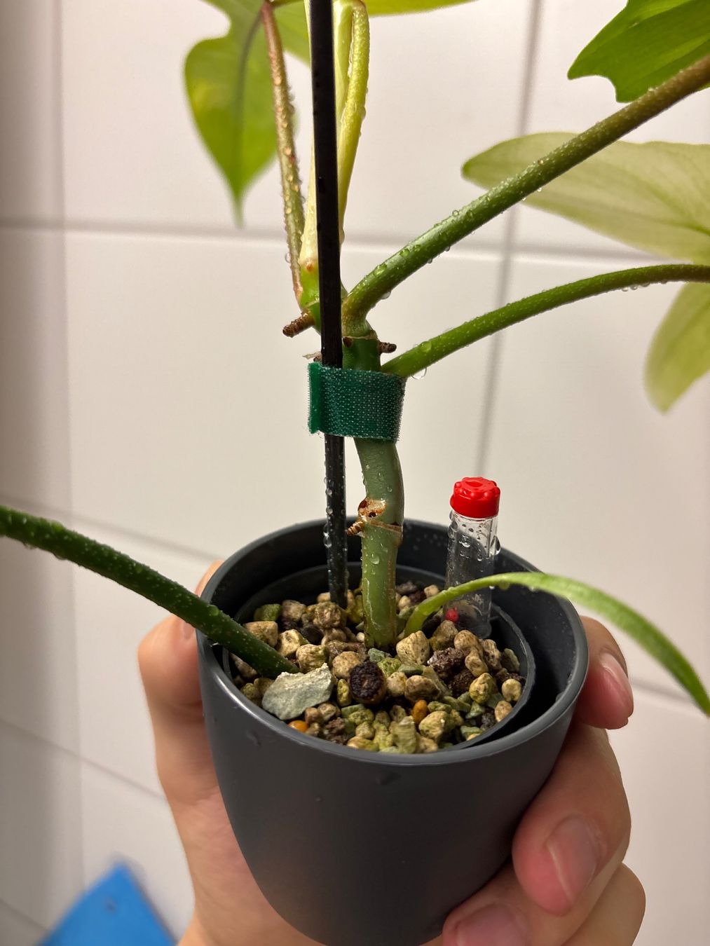 Piante & sementi: Philodendron Florida Ghost 😍 – Nuovo (secondo la descrizione) da Schlieren venduto da sch_df8p 3