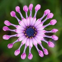 Osteospermum ecklonis  FLEUR RARE  10g