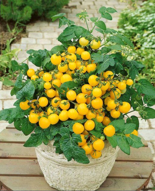 Piante & sementi: TOPF -Cocktail TOMATE Aztek /Gelb / 5 Samen – Nuovo (secondo la descrizione) da Hinteregg venduto da ERFOLG78 2