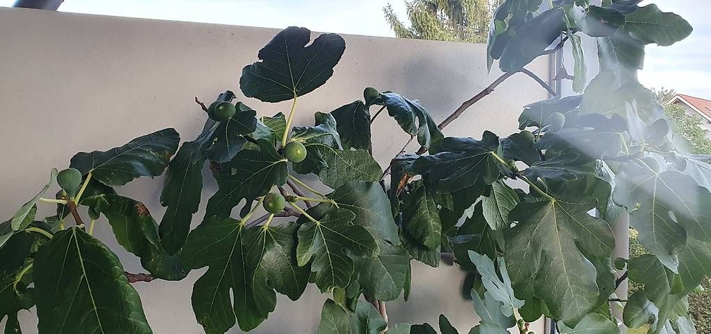 Pflanzen & Samen: grosser  schöner Feigenbaum  – Neu und originalverpackt aus Utzenstorf von Icelake1 1