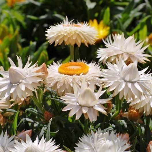Piante & sementi: 300 Samen STROHBLUME CREAMY WHITE – Nuovo (secondo la descrizione) da Ehrendingen venduto da VerveinaSamen 2