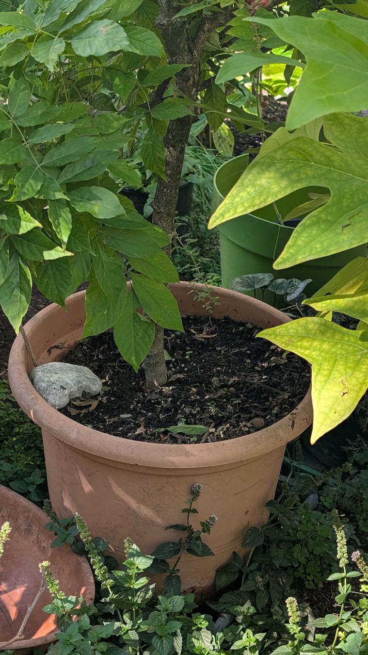 Piante & sementi: Szechuan-Peffer-Baum (Zanthoxylum piperitum) – Usato da Zürich venduto da tekrumba 1