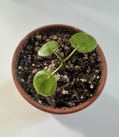 Mini Pilea peperomioides Pflanze in Tontopf 