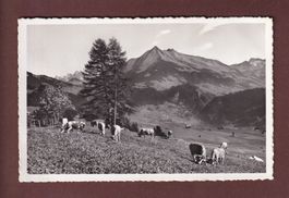 LEYSIN - Vaches et Pic Chaussy - 1943