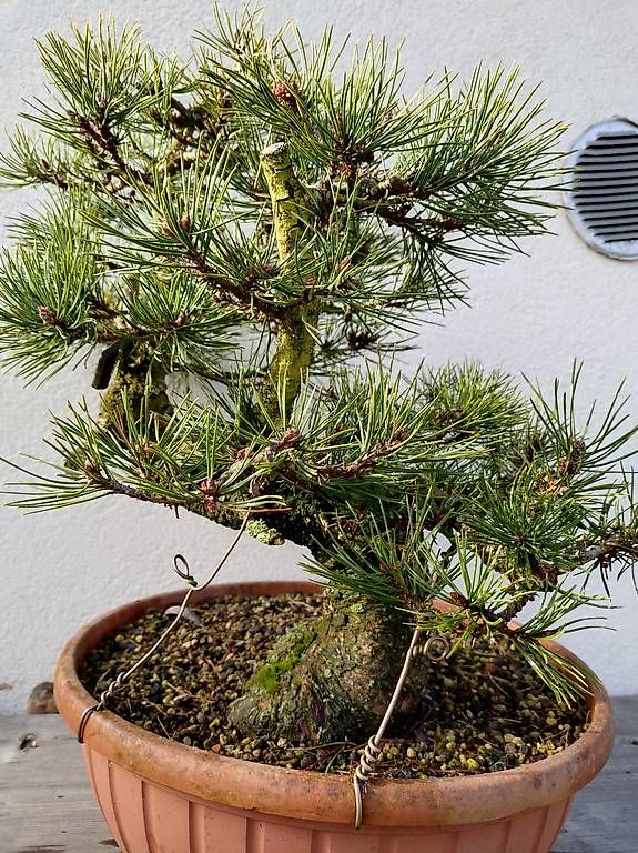 Pflanzen & Samen: Bonsai – Gebraucht aus Walterswil SO von som_jbd7