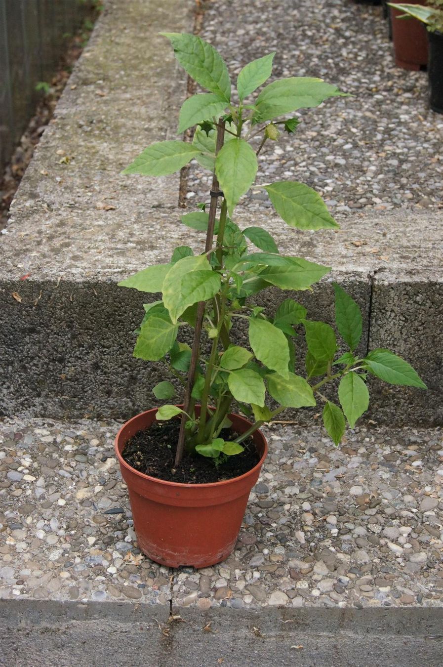 Piante & sementi: Sonnenpflanze Dorstenia indica – Nuovo (secondo la descrizione) da Geroldswil venduto da botanicals