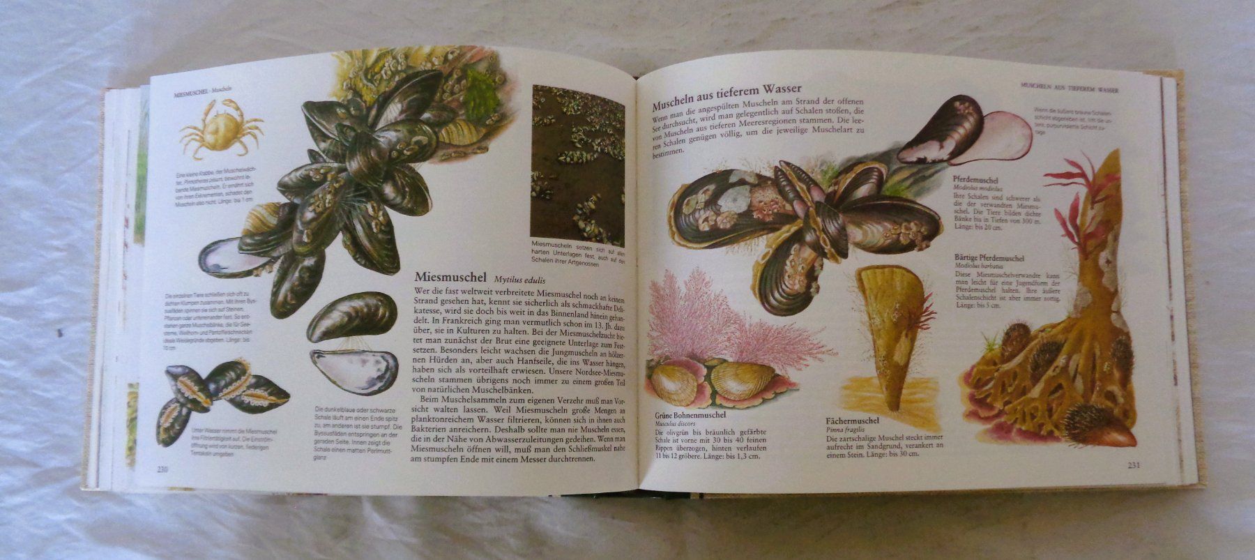 Libri: Fische + andere Wassertiere  Mitteleuropas / Buch 1986 – Usato da Bellach venduto da JingleJerry 8