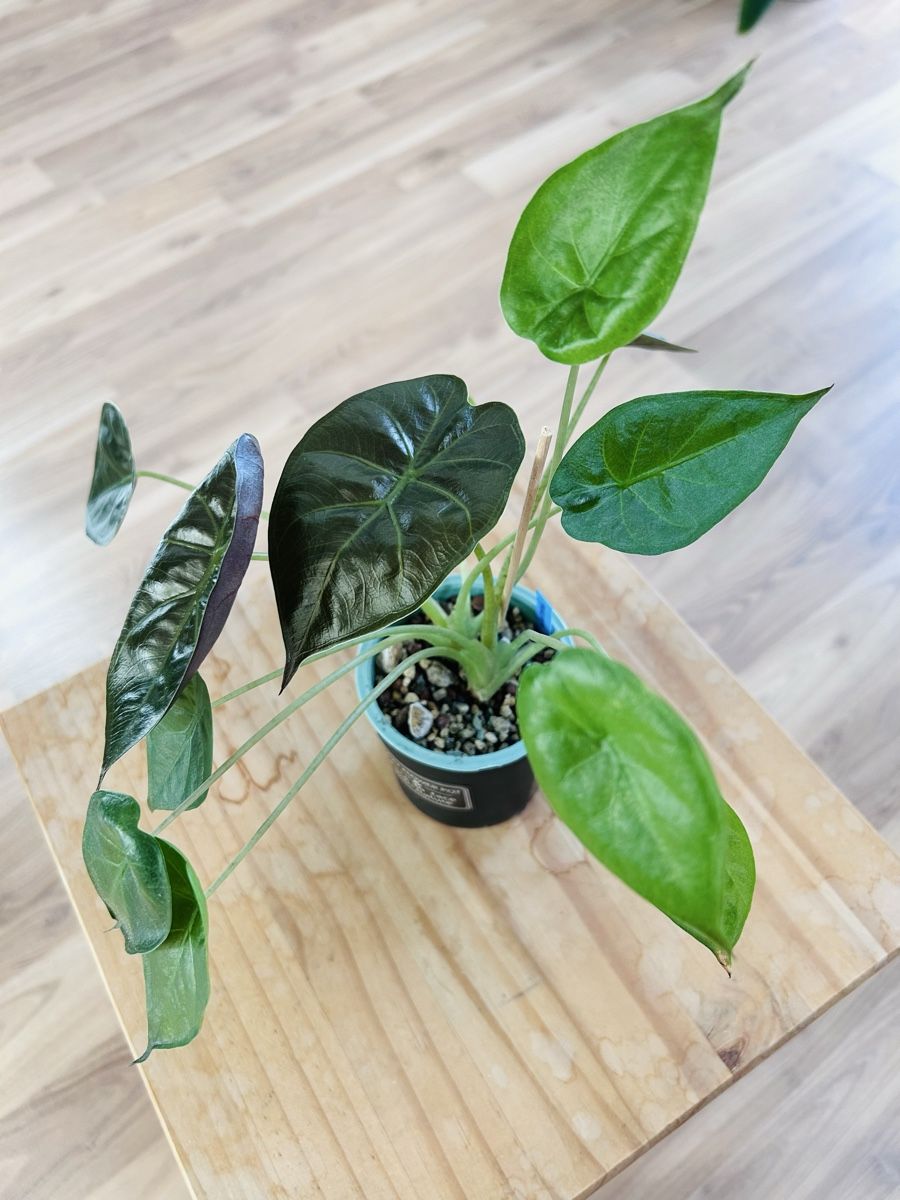 Piante & sementi: Alocasia Wentii – Nuovo (secondo la descrizione) da Scherzingen venduto da Elefantenohr.ch 1