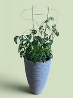 Große buschige Designer Monstera inkl. Topf & Klettergerüst