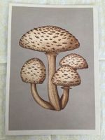 AK neu Illustration Pilz Ant Mushroom