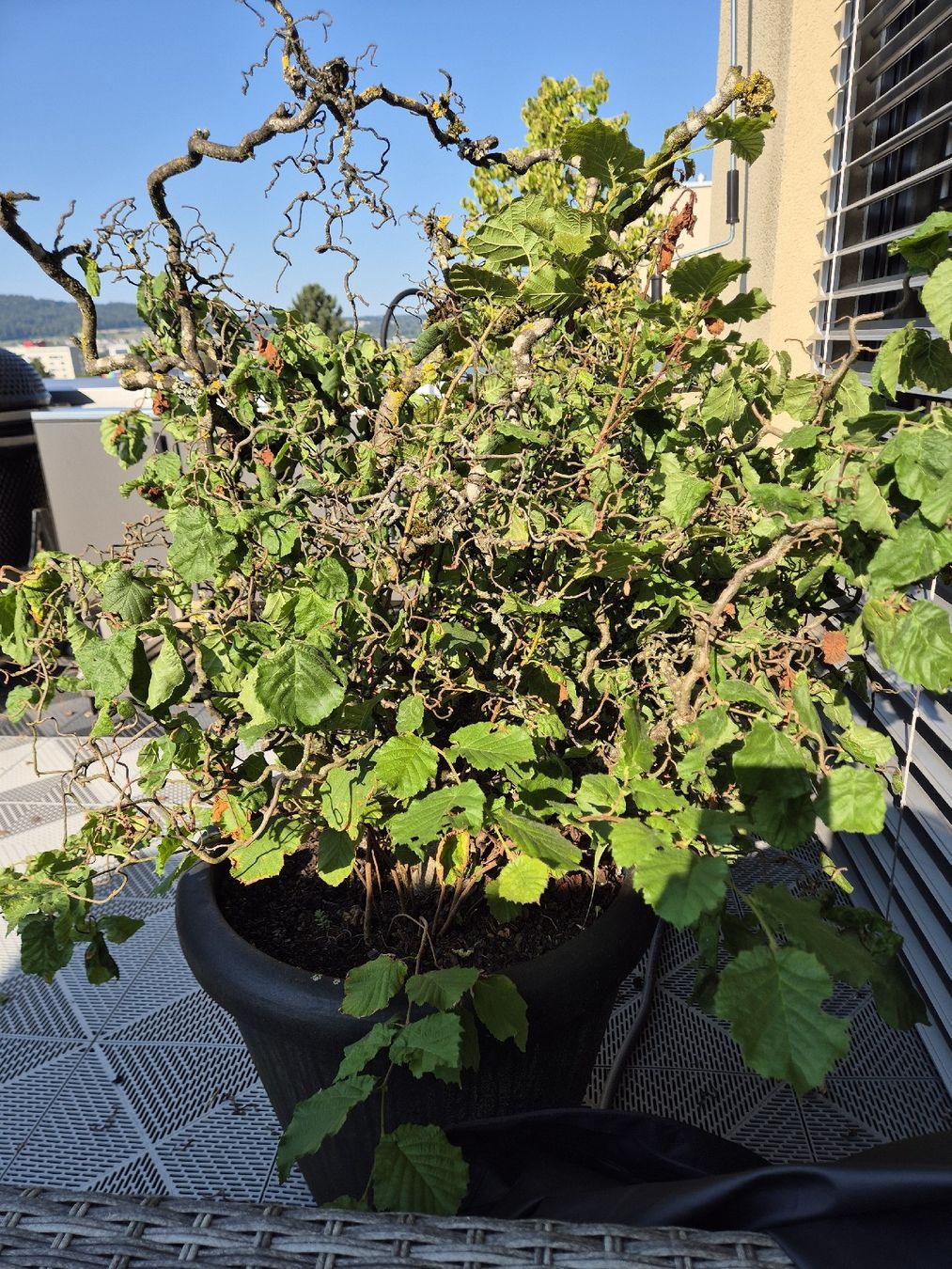 Piante & sementi: Balkonpflanze Baumhasel Corylus avellana Contorta – Usato da Schlieren venduto da HuiBu 1