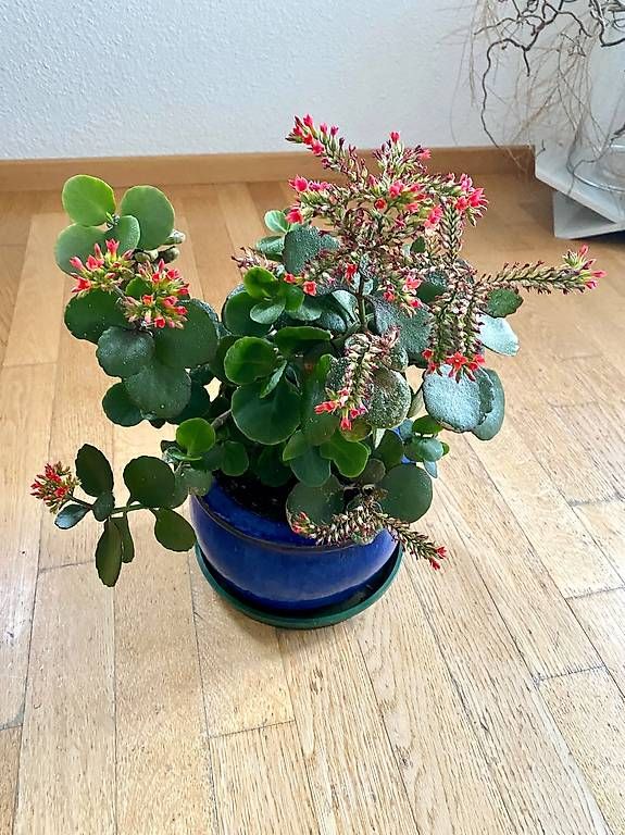 Piante & sementi: Pianta fioritura rossa – Usato da Lugano venduto da dir_5287 2