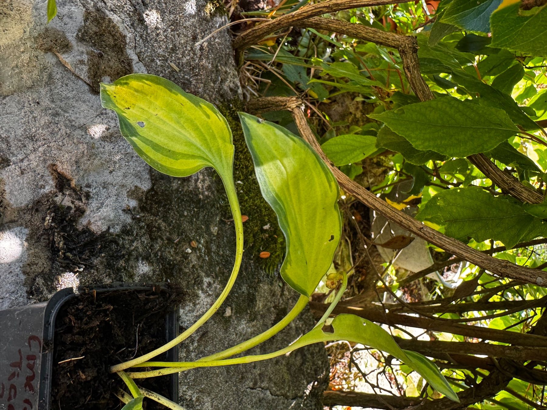 Pflanzen & Samen: Hosta emerald tiara – Gebraucht aus Lajoux JU von Briard0 1