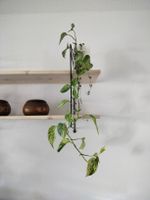 Marble queen, epipremnum, grosse Efeutute, Ableger