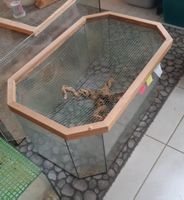 Achteck-Terrarium