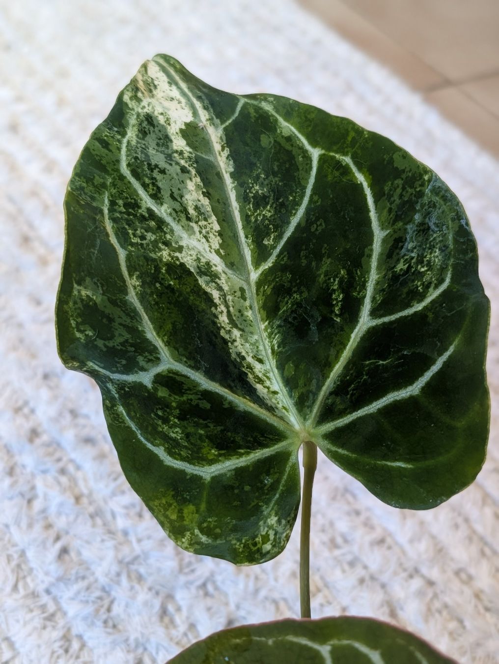 Piante & sementi: Anthurium Crystallinum Albo Variegata – Nuovo (secondo la descrizione) da Faulensee venduto da plantmama 2