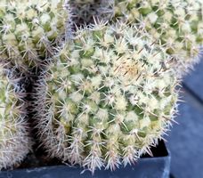 Kakteen, Pflanze, Mammillaria