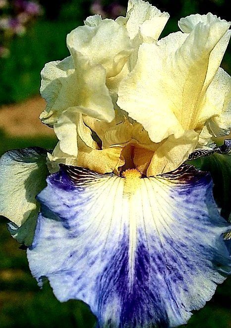 Piante & sementi: Seltener Irisblock "Cremeweiß und blau" Iris bloc bulbe – Nuovo e nell'imballaggio originale da Rovio venduto da POSITIFFARTandPLANTS 4