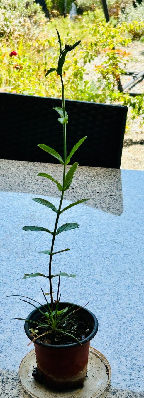 Plantes & graines: VERBENA - EISENKRAUT – Neuf (Voir description) à Buchs AG par fischli610 8