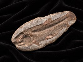 Fossiler Fisch ca. 25cm