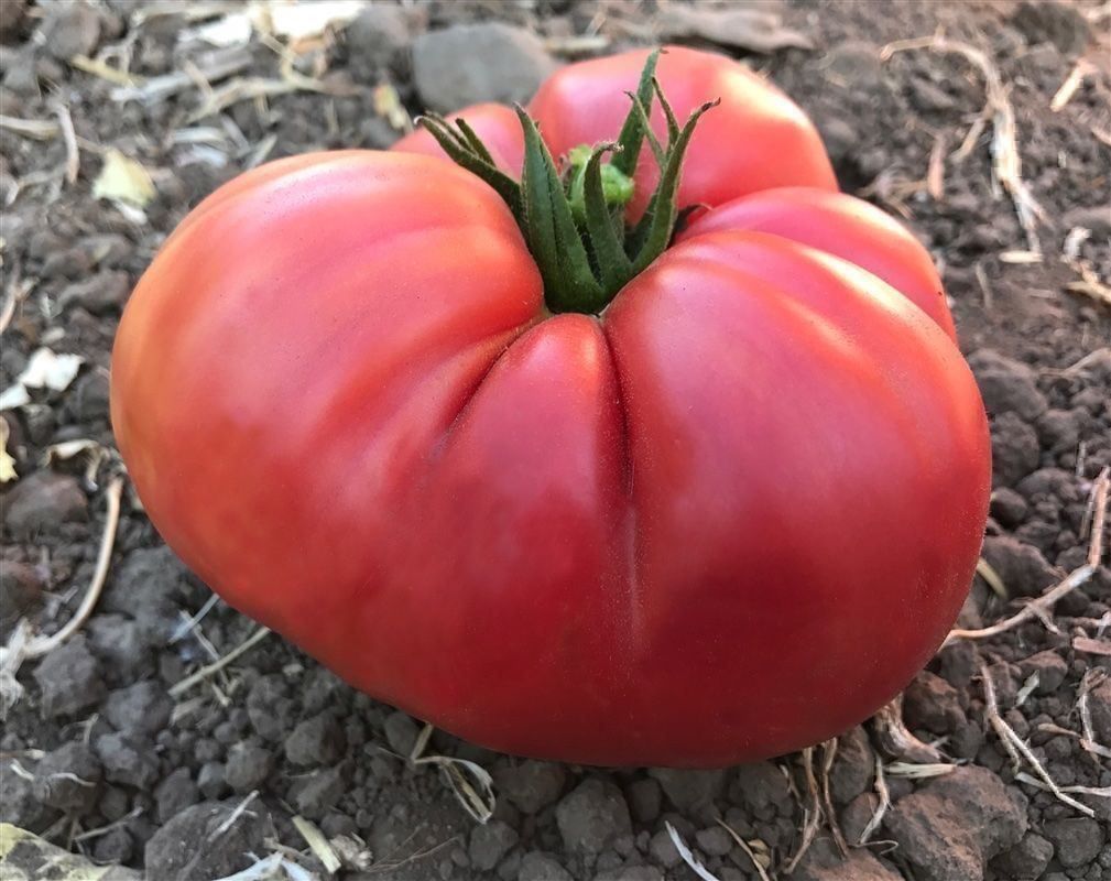 Piante & sementi: 50 Samen PINK PONDEROSA Tomate – Nuovo (secondo la descrizione) da Ehrendingen venduto da VerveinaSamen 5