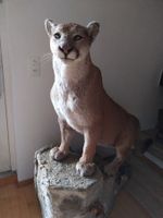 Puma Cougar Tierpräparat ausgestopft Rar