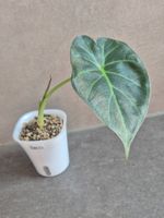 🌿 Junge Alocasia Regal Shield 🌿