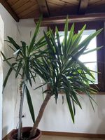 Yucca Palme
