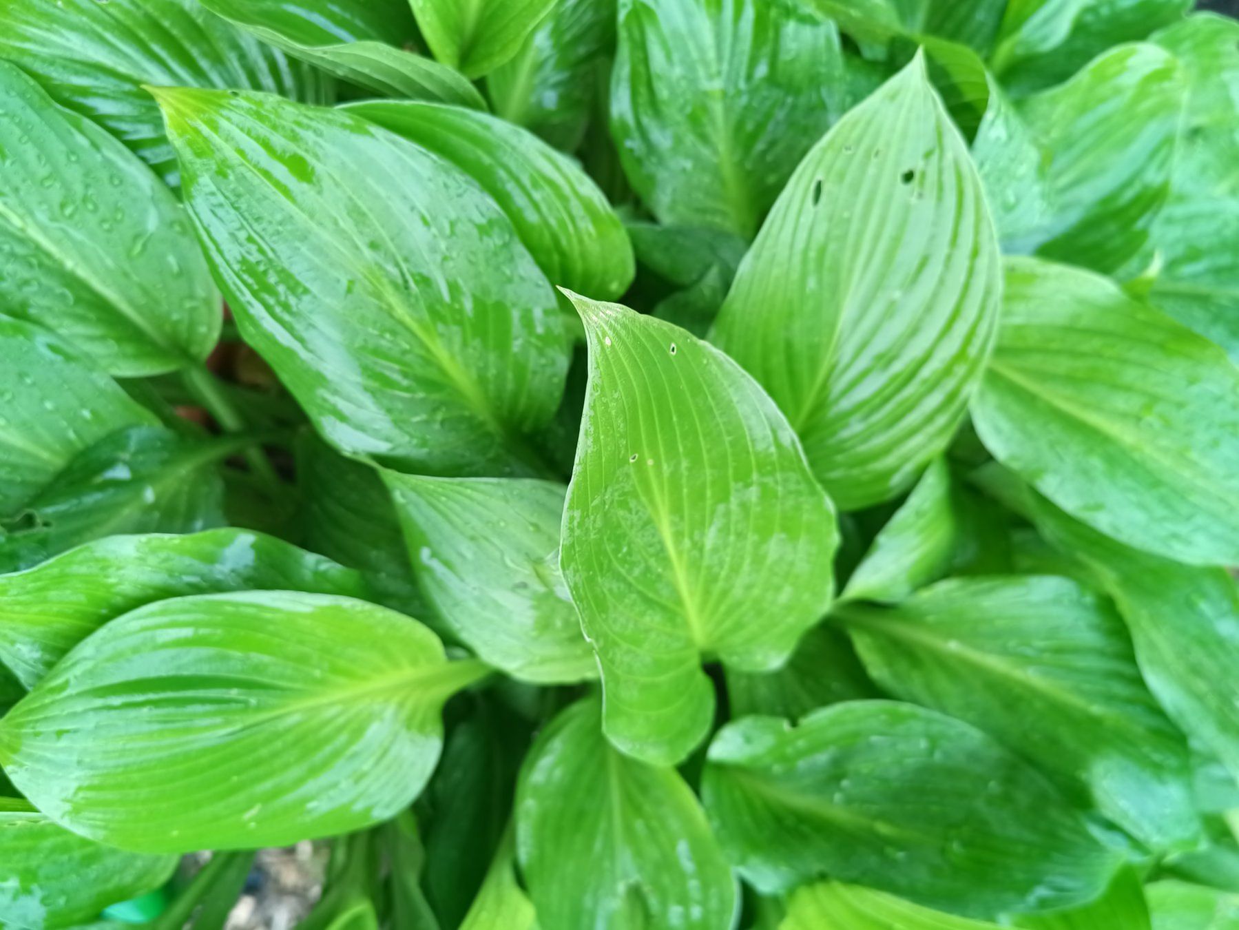Pflanzen & Samen: Hosta – Gebraucht aus Zug von SirGoldFish 1