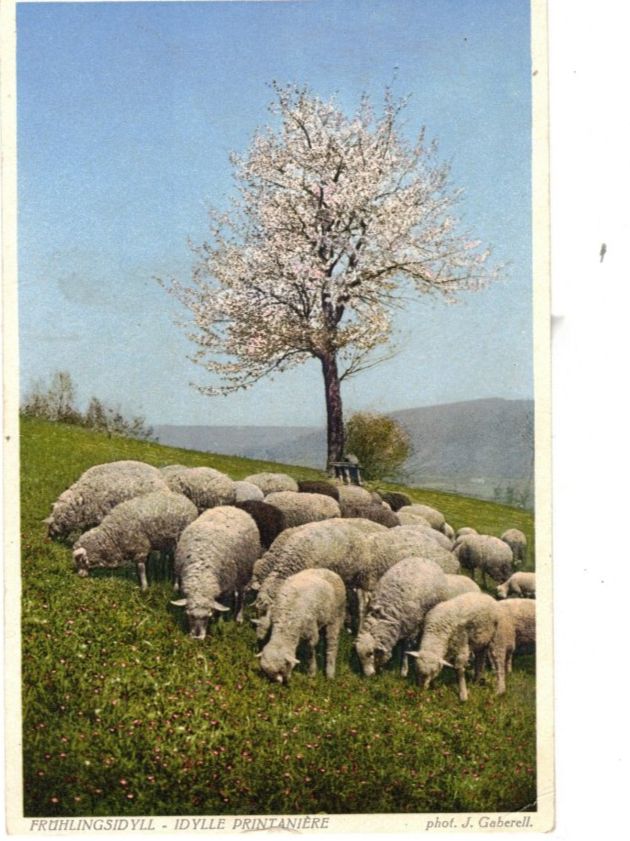 Cartoline postali: Schafe Tiere Karte J. Gaberell – Nuovo (secondo la descrizione) da Widnau venduto da Seppl480