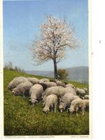 Schafe Tiere Karte J. Gaberell