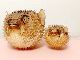 Ausgestopfte Fisch Kugelfisch Igelfisch Taxidermie Präparat