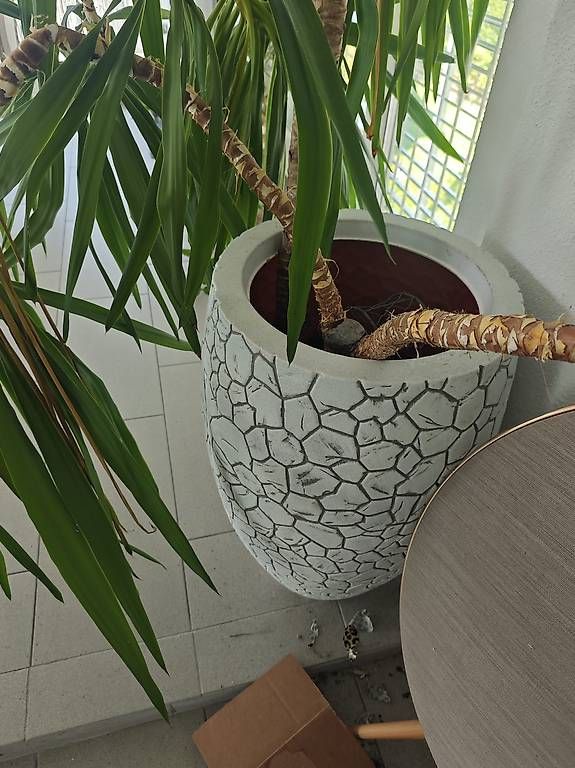 Vasen & Gefässe: grosse vase mit pflanze  – Gebraucht aus Adligenswil von balboa5