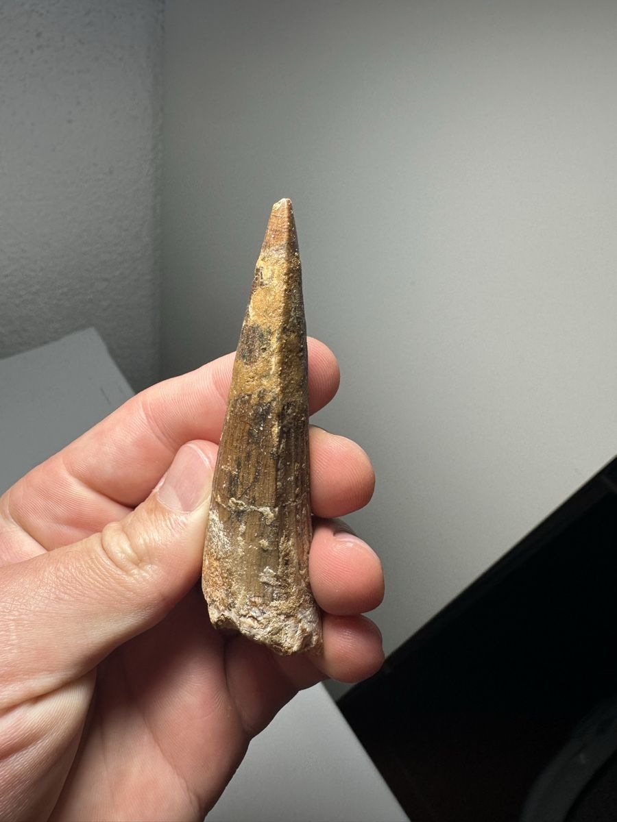 Fossili: Fossiler Spinosaurus aegyptiacus Zahn – Usato da Lutzenberg venduto da CS65 2