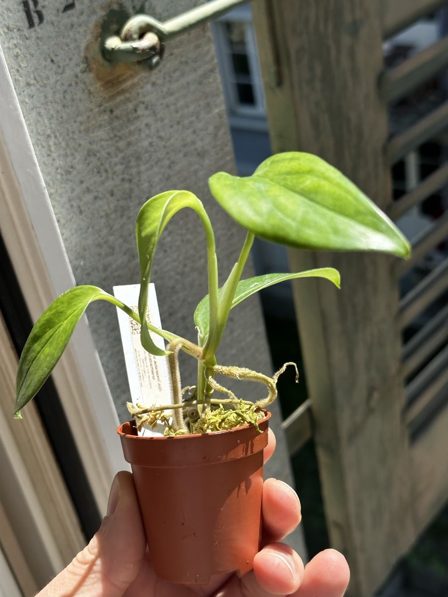 Monstera adansonii ssp. klotzschiana (Neuf (Voir description))  Bern pour  CHF 50  avec livraison | Acheter sur Ricardo