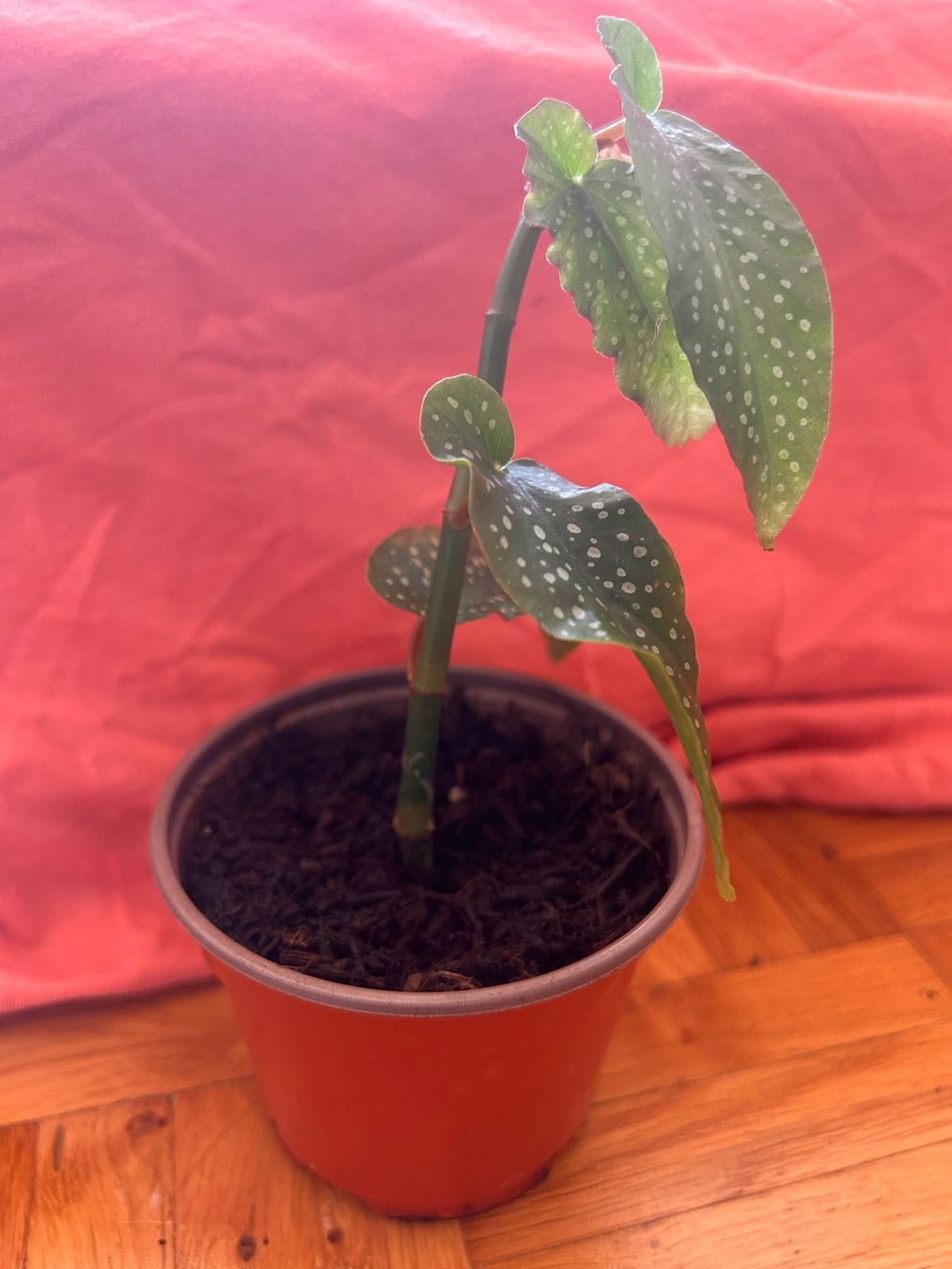 Piante & sementi: Korallenbegonie 🌱 – Usato da Zürich venduto da -Pflaenzlilade