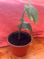 Korallenbegonie 🌱