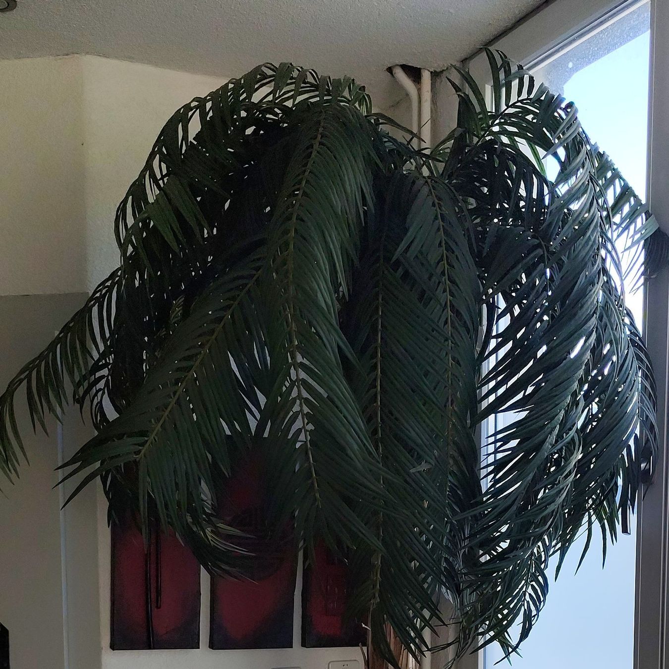 Tutte le decorazioni: Kunstpalme 2m – Usato da Thun venduto da Douche