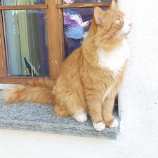 Profile image of Sarawanka