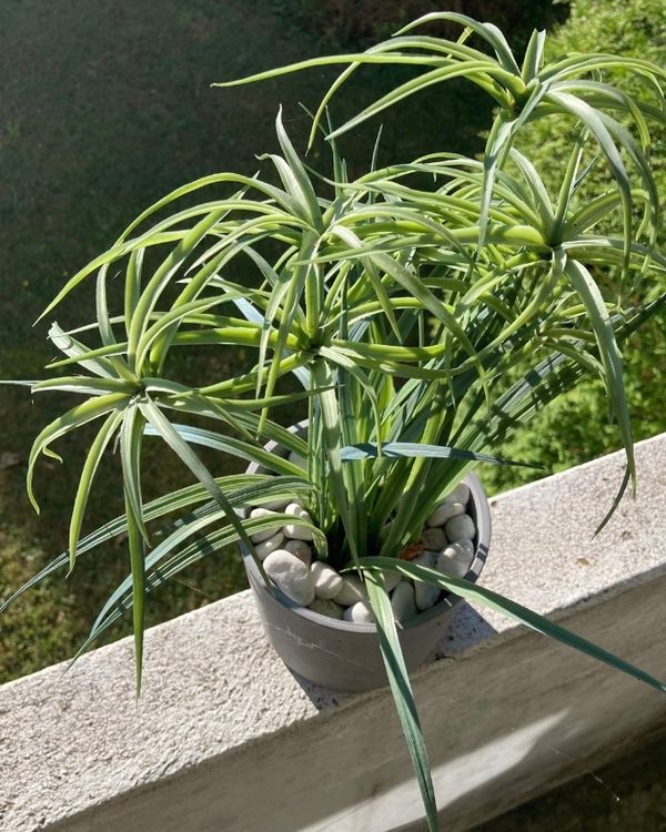 DEWIT Staudenteiler – Gartenwerkzeug Zum Teilen Von Pflanzen, Mit T-Griff, Aus Eschenholz & Kohlenstoffstahl