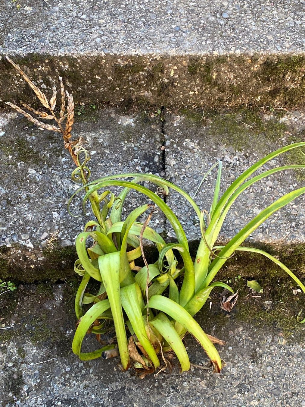 Piante & sementi: Tillandsia Curly Slim - Mutter- mit Tochterpflanze – Nuovo e nell'imballaggio originale da Adliswil venduto da astom369 1