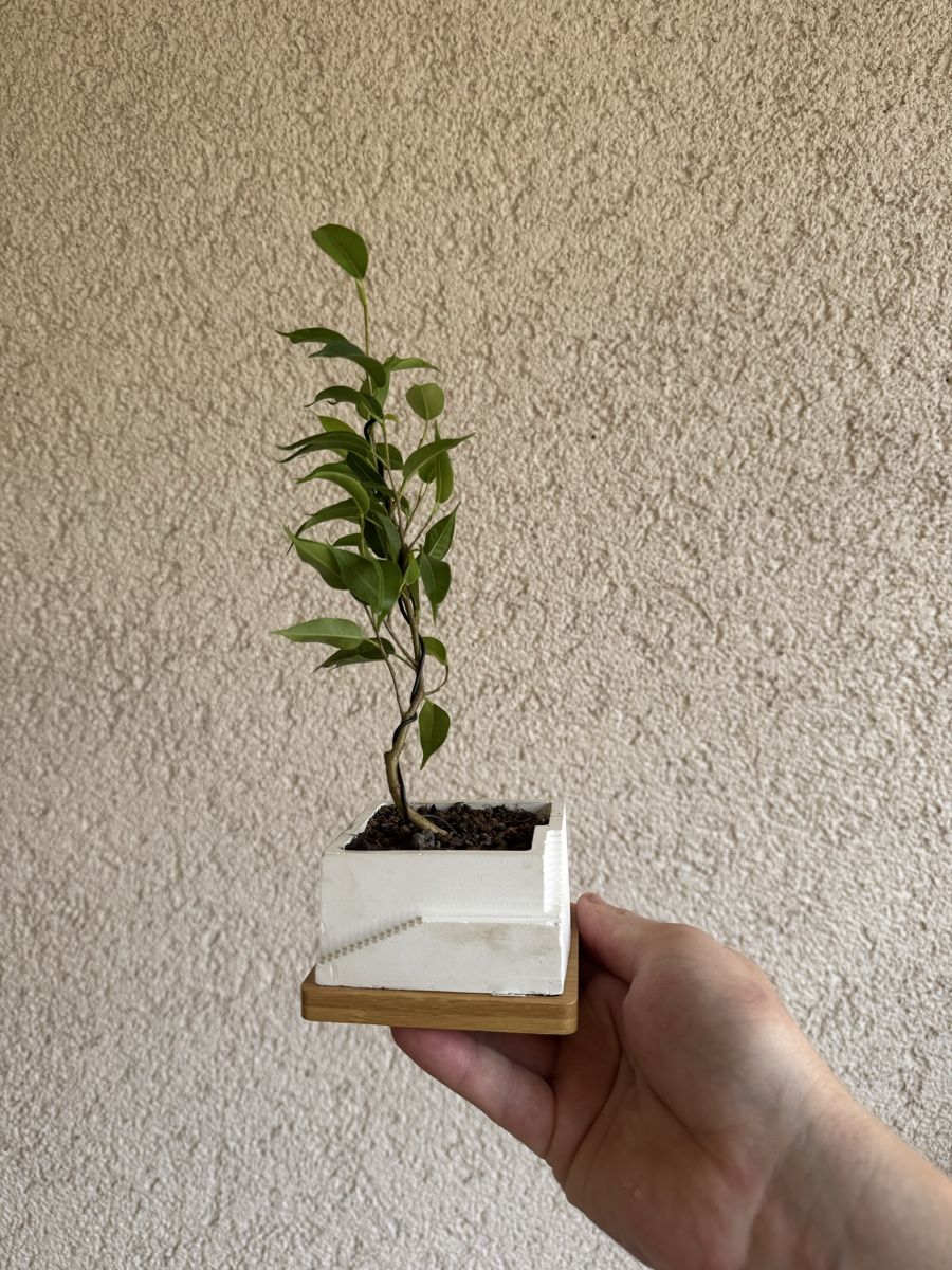 Piante & sementi: Stairpot Ficus Bonsai – Usato da Rümlang venduto da Gruseh.ch 2