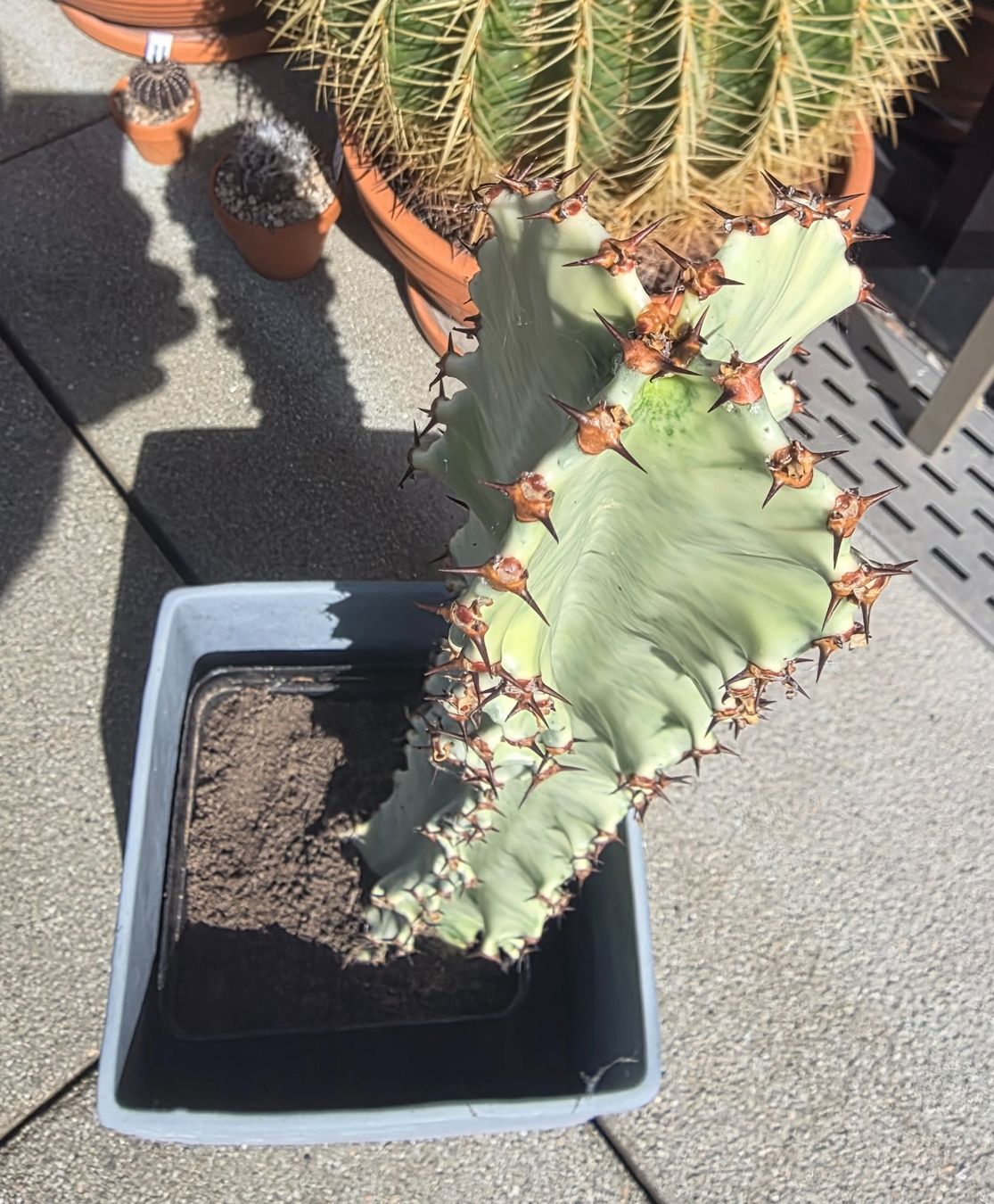 Piante & sementi: Wolfsmilch: Euphorbia ingens marmorata – Usato da Basel venduto da AJacks 2