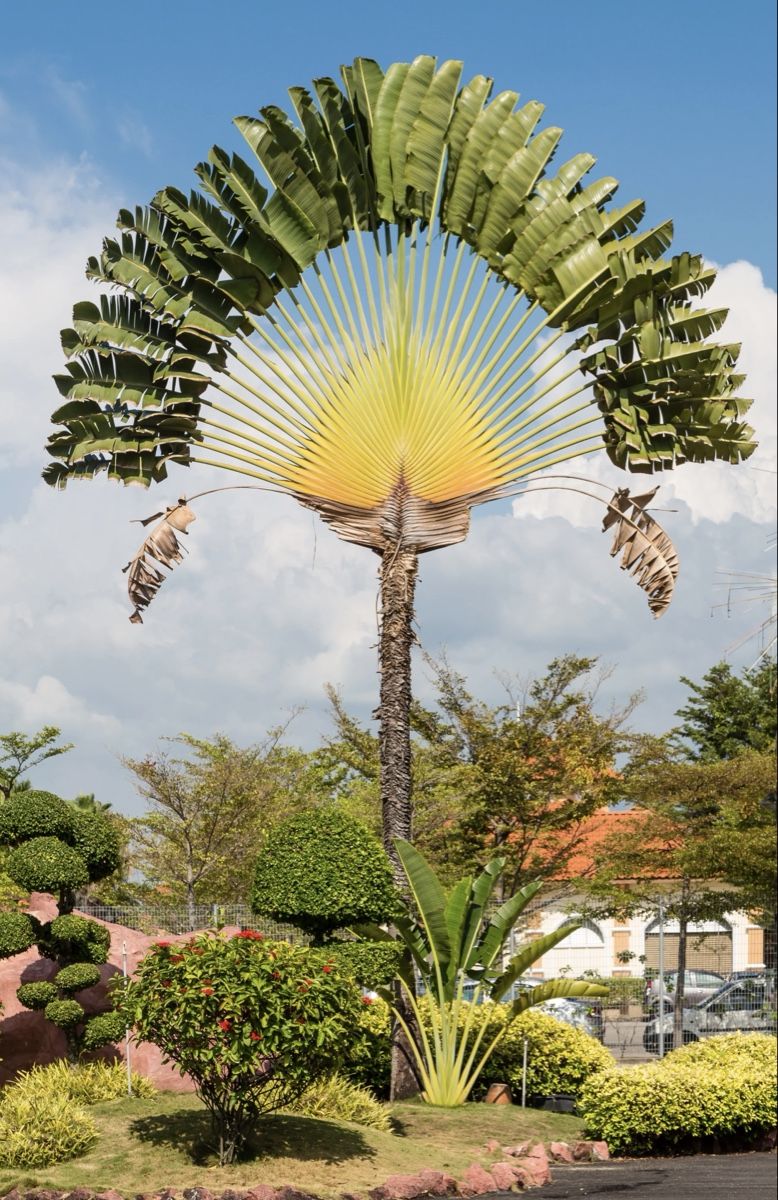 Piante & sementi: ravenala madagascariensis – Usato da Dübendorf venduto da Highqualityonly
