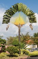 ravenala madagascariensis