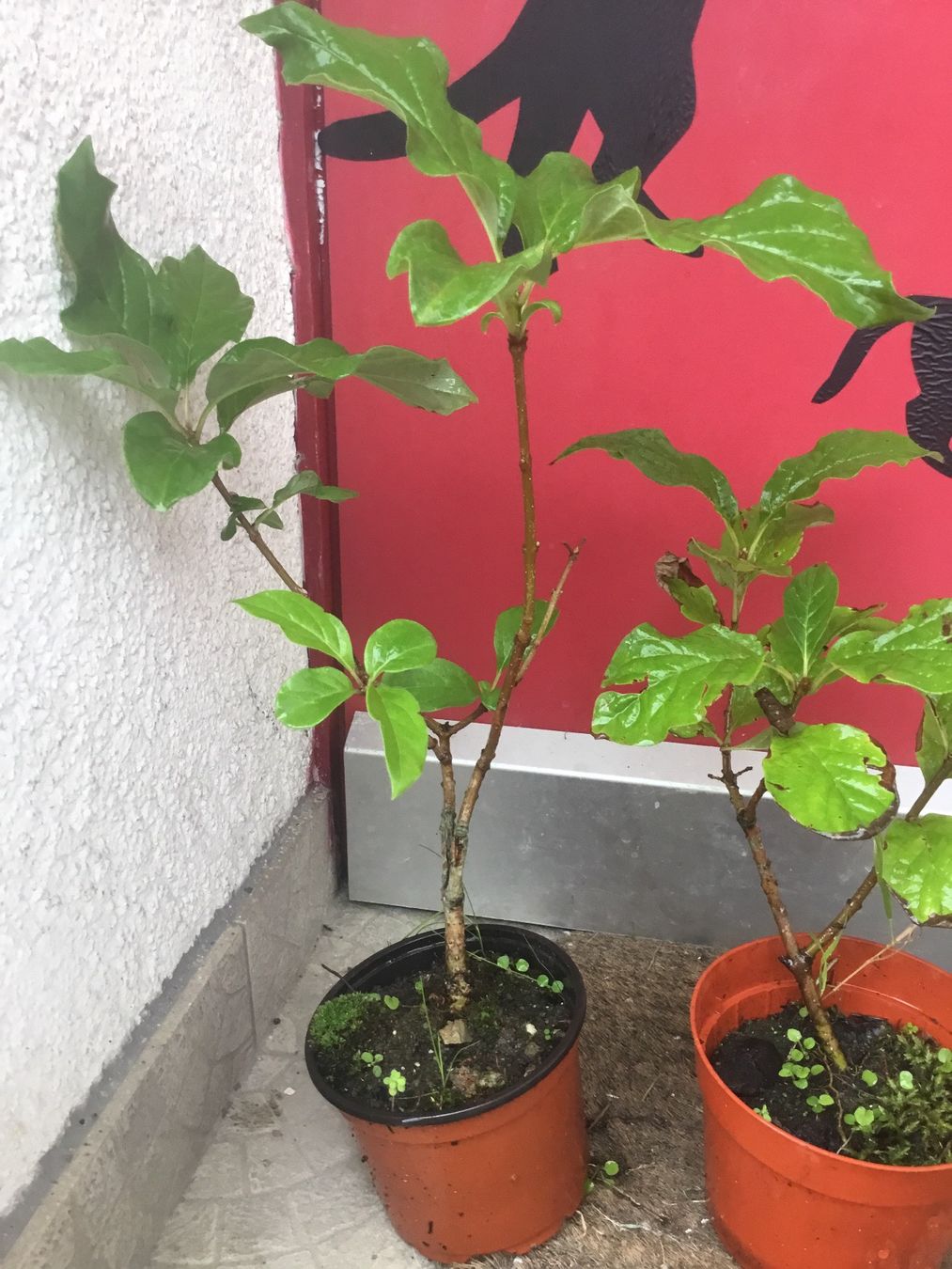 Pflanzen & Samen: Edelflieder busch Jungpflanze viola – Neu (gemäss Beschreibung) aus Ibach von chaemilochhobbygarte 3